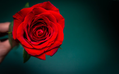 Holding a bright red rose 