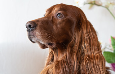 Portrait of a beautiful Irish setter