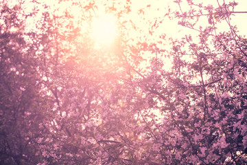 Obraz na płótnie Canvas Blossoming apple tree against a sunset sky. Spring natural background