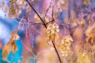 Branches with seeds (helicopter seeds) of Fraxinus excelsior (ash) in autumn, nature background