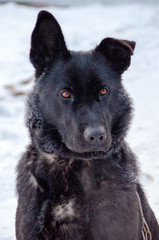 Portrait of a black dog sitting on a chain