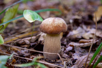 Single Boletus mushroom in the wild. Porcini mushroom grows on the forest floor at autumn season..