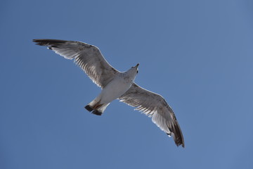 Flying seagull soaring, overhead on the blue sky with open wings
