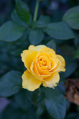 Beautiful rose bush growing in the garden.