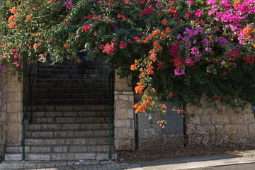 Stone steps with beautiful bougainvillea flowers in Haifa