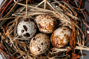 Easter eggs in a nest with willow twigs on a gray background. Chicken and quail eggs Catholic and Orthodox holiday