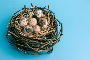 Obraz premium Festive eggs in a nest on a blue background. Quail eggs, Catholic and Orthodox Easter holiday. Free space for text.