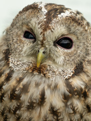 Tawny Owl , Strix aluco close up portrait