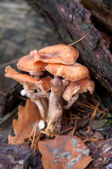 Wild forest mushrooms honey agarics in the forest..