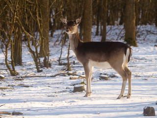 Female fallow deer , dama dama in winter forest