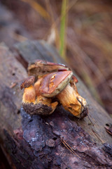 Group of wild edible bay bolete known as imleria badia or boletus badius mushroom on old stump in pine tree forest..