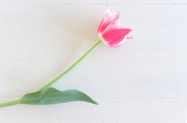 Overhead view of a pink tulip on wood background with copy space. Tulips close up. Easter card with space for your greetings.