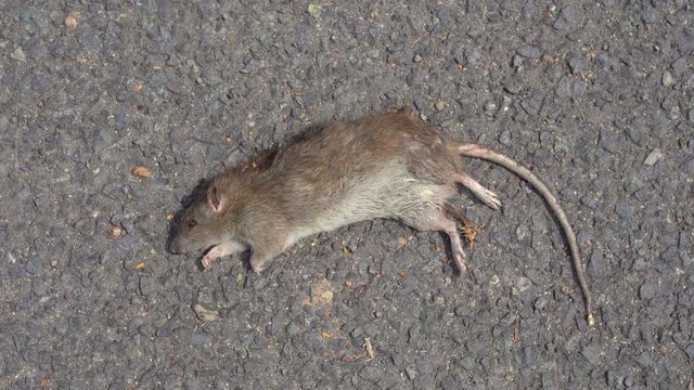 A dead rat laying on a ground. poison for rats concept