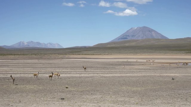 Beautiful dry rough landscape with volcanos and wild vicunas in the highlands of the Andes Mountains in Peru between Arequipa, Chivay and the Colca Canyon.