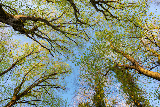 Cime d'arbre au printemps sous un ciel bleu