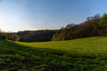 Prairie verte au printemps au bord d'une forêt avec une lumière rasante