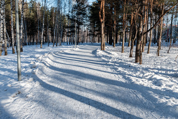 Winter pine frozen forest, park in the city. Abstracted shadow lines on the snow. Ecology and environment photography
