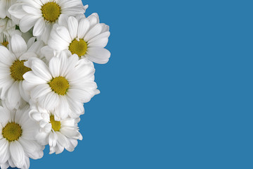 Bouquet of daisies isolated on blue background, greeting card template design with space for text
