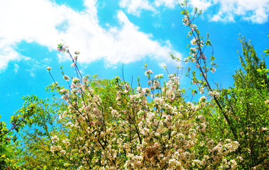 cherry blossom