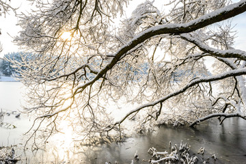 Snow covered trees over the river with sunlight coming through    