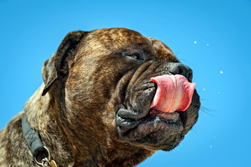 Hector der Bullmastiff