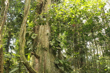Fototapeta premium Forest interior, Venezuela. Tree trunks carry nutrients between the forest floor and the canopy. View of tropical jungle with tallest tree and buttressed roots in the Henri Pittier National Park 