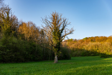 Arbre couvert de lierre dans une prairie verte au printemps au bord d'une forêt avec une lumière rasante