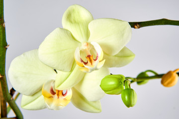 Fototapeta na wymiar Phalaenopsis aphrodite flowers on a light background