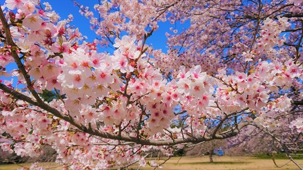 桜　ソメイヨシノ　満開