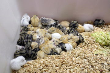 Many hamsters gathered together.