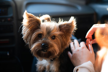 Yorkshire terrier in the owner's arms close-up beautiful bokeh