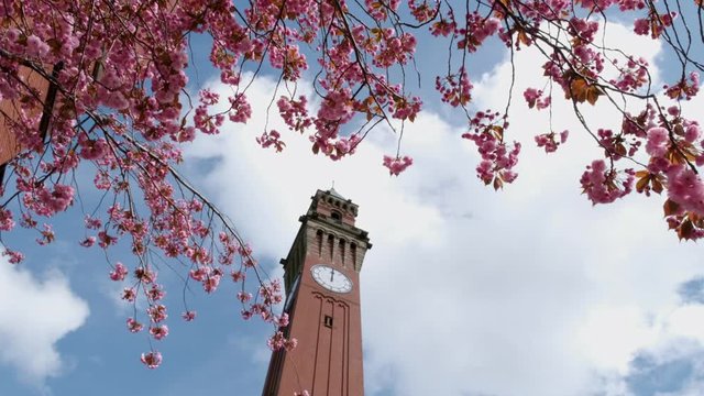 Spring blossom flowering at the famous University of Birmingham, West Midlands, UK.  The clock tower has the name of Old Joe and is the tallest free standing clock tower in the UK.