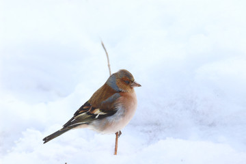 Finch on a dry blade of grass against the white background of the snow..