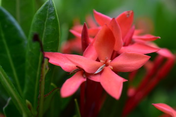 Fototapeta na wymiar red ixora flower plant in the garden macro shooter,valentine card,blued focus 