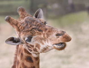 Close up of the head of a giraffe