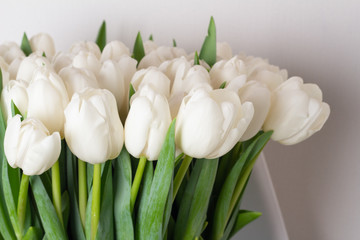 Fototapeta na wymiar bouquet of white tulip on a white background and place for text