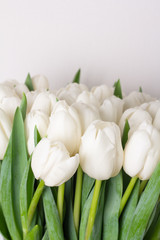 Obraz na płótnie Canvas white tulip on a white background