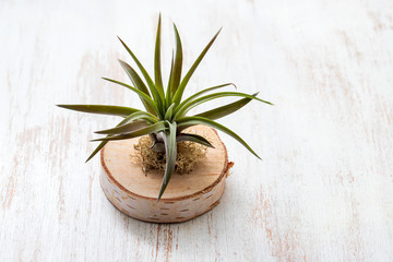 air growing plant without ground on wooden board
