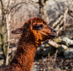 Portrait of a brown alpaca.