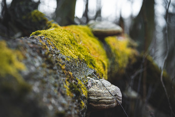 Fungus on a Tree
