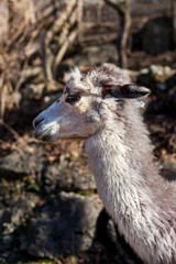 Portrait of a white alpaca.