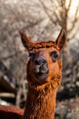 Fototapeta premium Portrait of a brown alpaca.