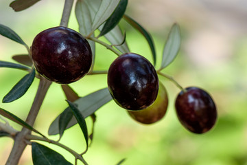 Fresh olives in the branch