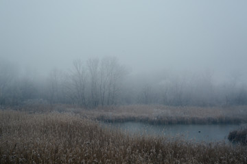 Obraz na płótnie Canvas cold misty landscape, river and forest