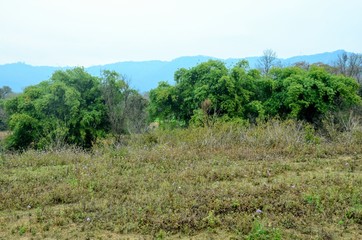 Fototapeta na wymiar Green Plant View HImachal Pradesh India