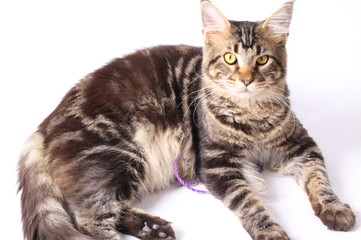 Maine Coon cat, 9 months old, laying in front of white background