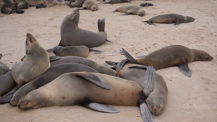 Sea lion colony at Cape Cross Seal Reserve