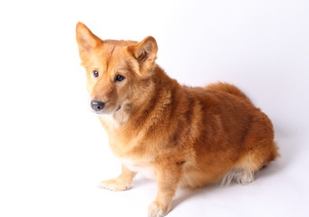 Corgi dog in studio on the white background