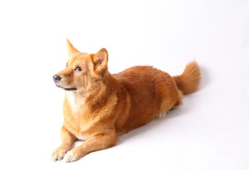 Corgi dog in studio on the white background