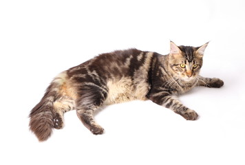 Maine Coon cat, 9 months old, laying in front of white background